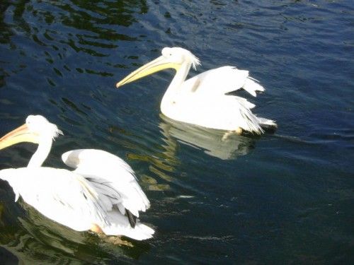 _- Tremenda atrevida -_: Ff